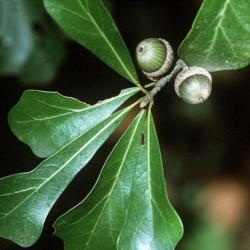 Quercus nigra de MPF, domaine public, via wikimedia commons