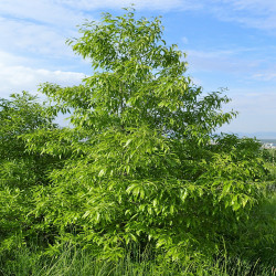 Quercus variabilis de Krzysztof Ziarnek, Kenraiz, CC BY-SA 4.0, via Wikimedia Commons