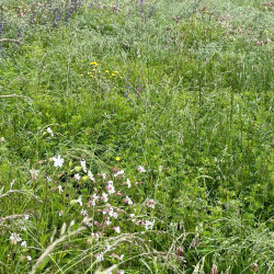 Mélange de préservation type "Prairie mésique" par Semences du Puy