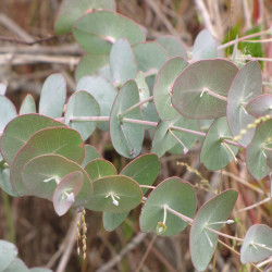 Eucalyptus cinerea de Forest & Kim Starr, CC BY 3.0 US via Wikimedia Commons