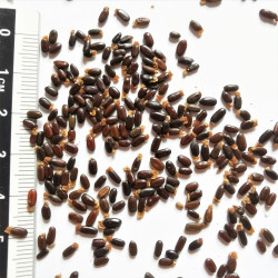 Graines d'Acacia verticillata - Semences du Puy