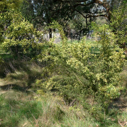 Acacia verticillata de John Tann from Sydney, Australia, CC BY 2.0, via Wikimedia Commons