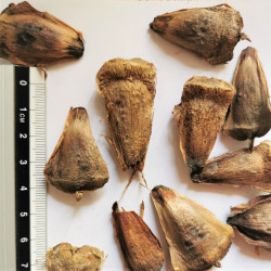 Graines d'Araucaria heterophylla - Semences du Puy