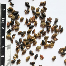 Graines d'Hardenbergia violacea - Semences du Puy