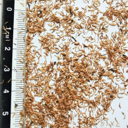 Graines de Leptospermum lanigerum - Semences du Puy