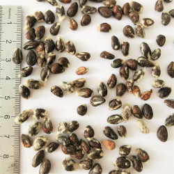 Graines de Gossypium herbaceum (cotonnier) - Semences du Puy