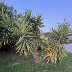 Yucca aloifolia par Semences du Puy