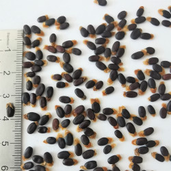 Graines d'Acacia genistifolia - Semences du Puy