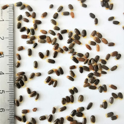 Graines d'Acacia myrtifolia - Semences du Puy