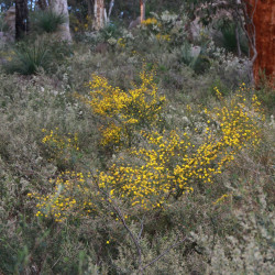 Acacia pulchella de Honeydew a, CC BY-SA 4.0, via Wikimedia Commons