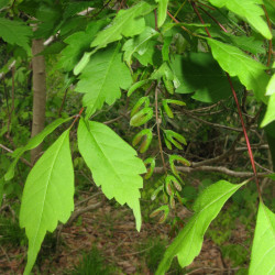 Acer cissifolium de Qwert1234, CC BY-SA 3.0, via Wikimedia Commons