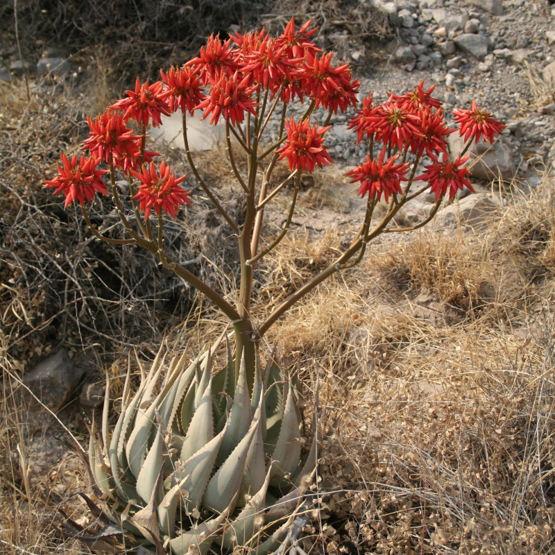 Aloe hereroensis par Marco Schmidt Wikipedia