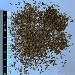 Graines de Miscanthus sinensis par Semences du Puy