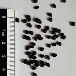 Graines de Zanthoxylum riedelianum par Semences du Puy