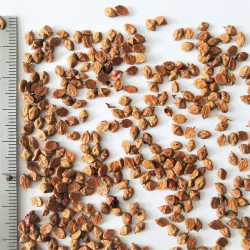 Graines de Cotoneaster salicifolius par Semences du Puy