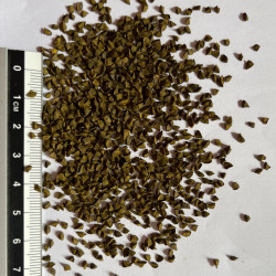 Graines de Kniphofia uvaria 'Grandiflora mixture' par Semences du Puy