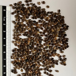 Graines de Lupinus polyphyllus MIX par Semences du Puy