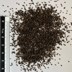 Graines de Chelidonium majus par Semences du Puy