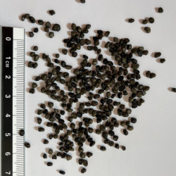Graines de Pittosporum tenuifolium par Semences du Puy