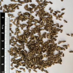 Graines de Echinacea purpurea par Semences du Puy