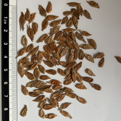 Graines d'Acer cissifolium par Semences du Puy
