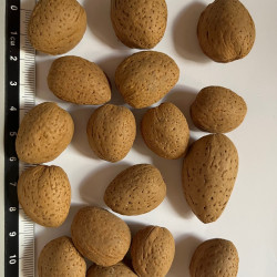 Graines de Prunus amygdalus var. garrigues par Semences du Puy