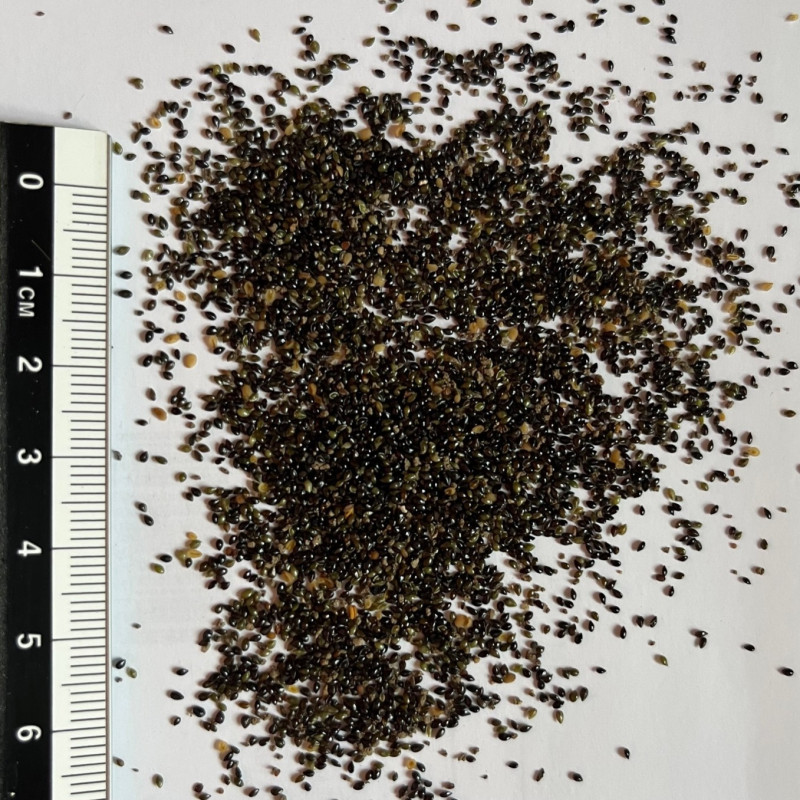 500 Graines De Myosotis Royal Bleu - Semences Reproductibles, Non Traitées