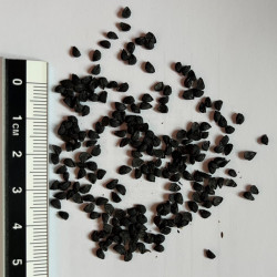 Graines de Allium ramosum par Semences du Puy