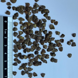 Graines de Jacaranda mimosifolia par Semences du Puy