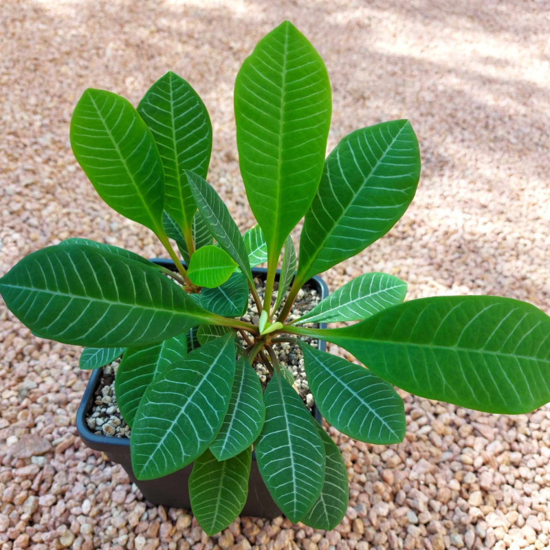 Euphorbia leuconeura Fayt Loic