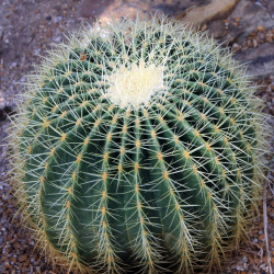 Echinocactus grusonii par Yinan Chen de Pixabay