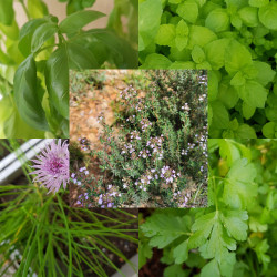 Kit de plantes aromatiques basiques - Semences du Puy