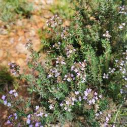 Thymus vulgaris - Semences du Puy