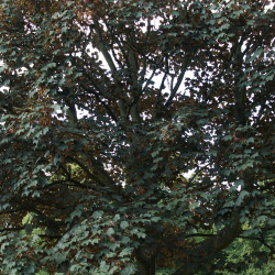 Acer pseudoplatanus atropurpureum de de Хомелка, CC BY-SA 4.0, via Wikimedia Commons