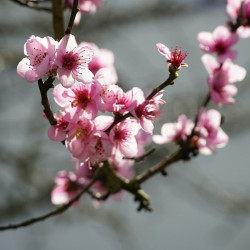 Prunus persica par beauty_of_nature de Pixabay