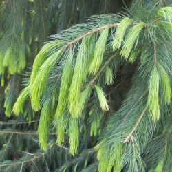 Picea smithiana par Chiswick Chap Wikipedia