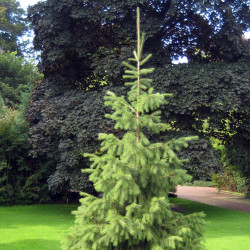 Picea smithiana par Lokal_Profil Wikipedia