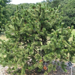 Pinus aristata de David J. Stang, CC BY-SA 4.0, via Wikimedia Commons