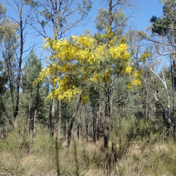 Acacia spectabilis de RuthP, CC BY-SA 2.0 DEED, via flickr