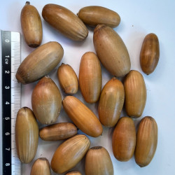 Graines de Quercus pubescens - Semences du Puy