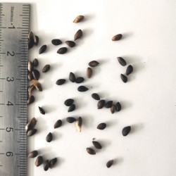 Graines de Pinus mugo mughus - Semences du Puy