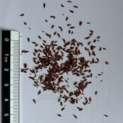 Graines de Cunonia capensis par Semences du Puy