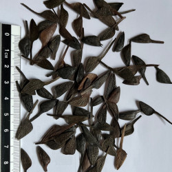 Graines de Banksia grandis par Semences du Puy