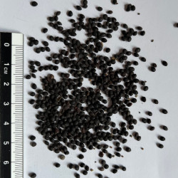Graines de Dodonaea viscosa var. purpurea par Semences du Puy