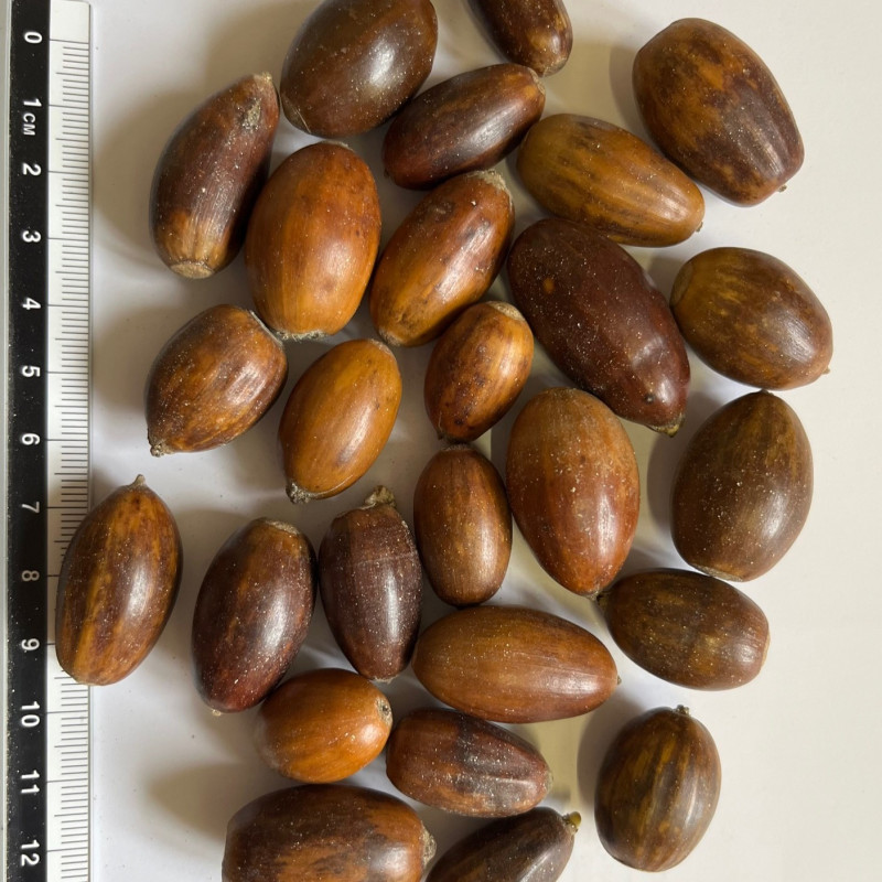 Graines de Chêne sessile - Semences de Quercus petraea