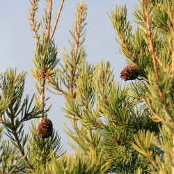 Pinus bungeana de S. Rae from Scotland, UK, CC BY 2.0, via Wikimedia Commons