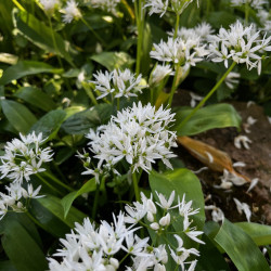 Allium ursinum par Semences du Puy