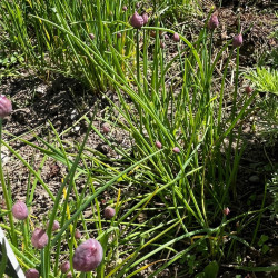 Allium schoenoprasum Semences du Puy