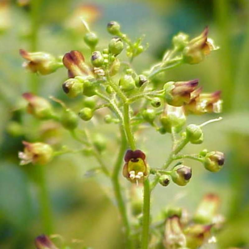 Scrophularia nodosa de Kurt Stüber [1], CC BY-SA 3.0, via Wikimedia Commons