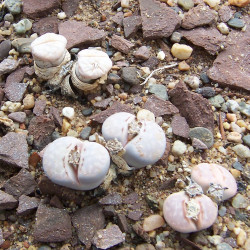 Lithops juliide Dysmorodrepanis, CC BY-SA 3.0, via Wikimedia Commons